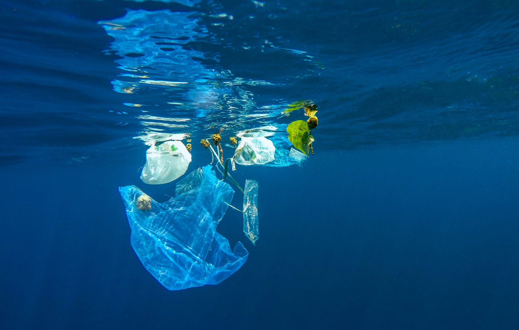ΙΕΛΚΑ: Πολύ μεγάλη μείωση της χρήσης πλαστικής σακούλας στα σουπερμάρκετ τον πρώτο μήνα εφαρμογής της νέας σχετικής νομοθεσίας