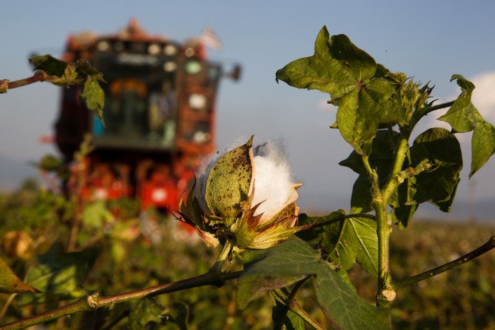 Στα 73,39 ευρώ ανά στρέμμα η ειδική ενίσχυση για το βαμβάκι στη νέα ΚΑΠ