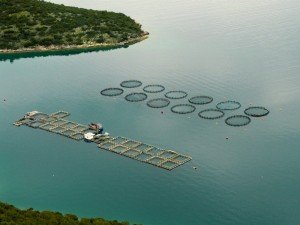 Η Ελλάδα έχασε από την Τουρκία την πρωτιά στην ιχθυοκαλλιέργεια