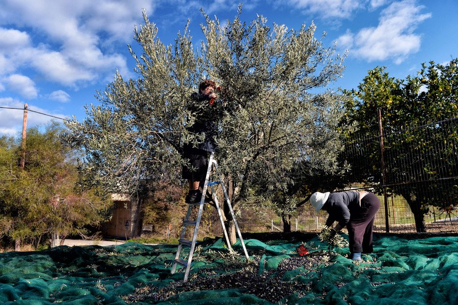 ΠΕ Χαλκιδικής: Πάνω από 90% η ακαρπία φέτος στις ελαιοκαλλιέργειες