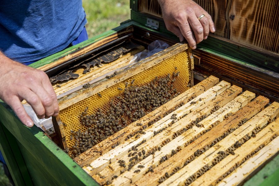 Προθεσμία αιτήσεων για οικονομική στήριξη της νομαδικής μελισσοκομίας