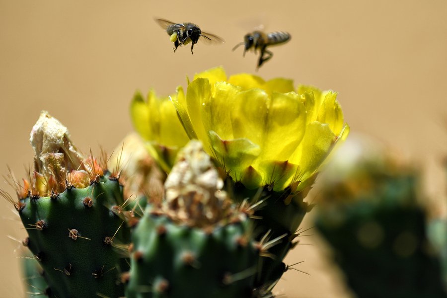 Ομοσπονδία Μελισσοκομικών Συλλόγων Ελλάδος: Δύσκολη η φετινή χρονιά για τη μελισσοκομία